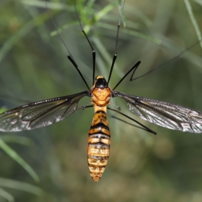 Leptotarsus (Leptotarsus) clavatus (A crane fly) at Acton, ACT - 28 Feb 2021 by TimL