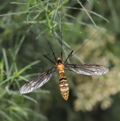 Leptotarsus (Leptotarsus) clavatus at Acton, ACT - 28 Feb 2021