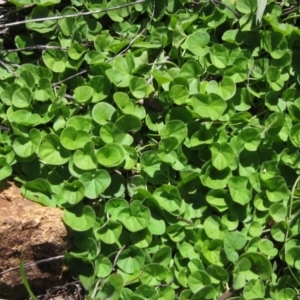 Dichondra repens at Holt, ACT - 26 Feb 2021 11:00 AM