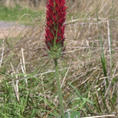 Trifolium incarnatum (Crimson Clover) at The Pinnacle - 26 Feb 2021 by pinnaCLE