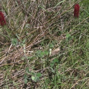 Trifolium incarnatum at Holt, ACT - 26 Feb 2021