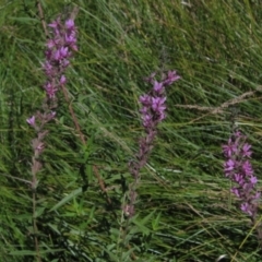 Lythrum salicaria (Purple Loosestrife) at Holt, ACT - 26 Feb 2021 by pinnaCLE