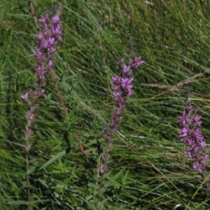 Lythrum salicaria at Holt, ACT - 26 Feb 2021 10:21 AM