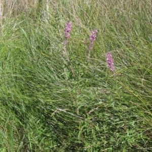 Lythrum salicaria at Holt, ACT - 26 Feb 2021 10:21 AM