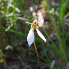 Eriochilus cucullatus (Parson's Bands) at Mount Taylor - 1 Mar 2021 by MatthewFrawley