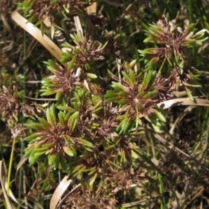 Cyperus eragrostis at Weetangera, ACT - 26 Feb 2021