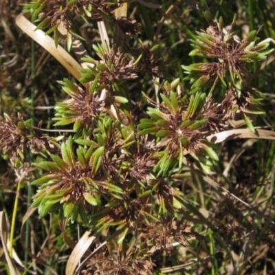 Cyperus eragrostis (Umbrella Sedge) at Weetangera, ACT - 25 Feb 2021 by pinnaCLE