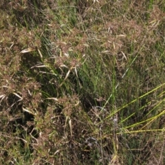 Cyperus eragrostis at Weetangera, ACT - 26 Feb 2021