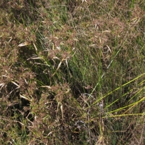 Cyperus eragrostis at Weetangera, ACT - 26 Feb 2021