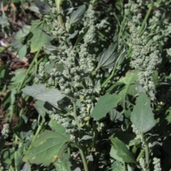 Chenopodium album (Fat Hen) at Weetangera, ACT - 26 Feb 2021 by pinnaCLE