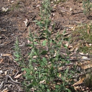 Chenopodium album at Weetangera, ACT - 26 Feb 2021