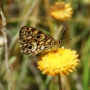 Oreixenica lathoniella at Paddys River, ACT - 28 Feb 2021