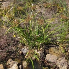 Cyperus eragrostis (Umbrella Sedge) at Holt, ACT - 25 Feb 2021 by pinnaCLE