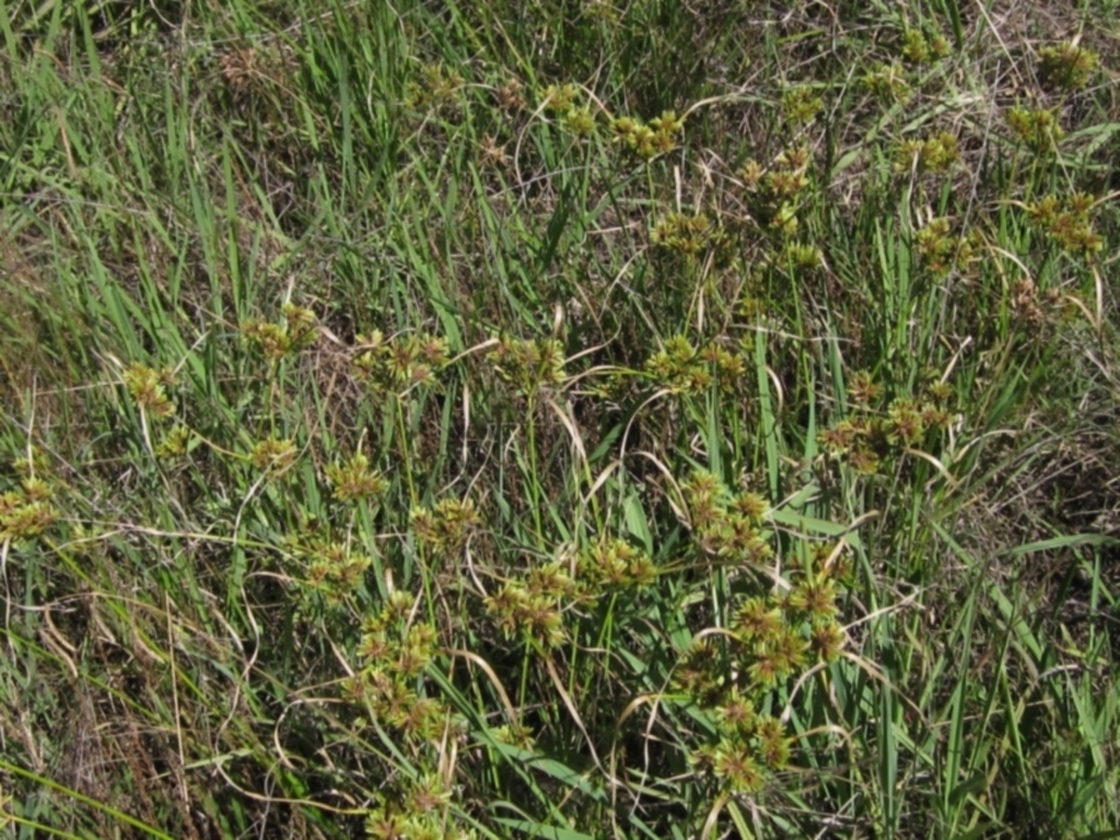 Cyperus eragrostis at Weetangera, ACT - 26 Feb 2021