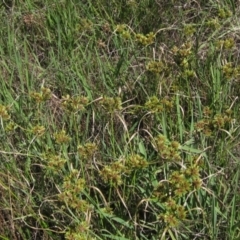Cyperus eragrostis (Umbrella Sedge) at Weetangera, ACT - 25 Feb 2021 by pinnaCLE