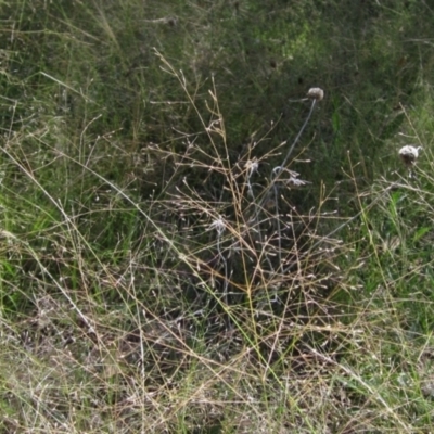 Eragrostis trachycarpa (Rough-grain Lovegrass) at Holt, ACT - 25 Feb 2021 by pinnaCLE