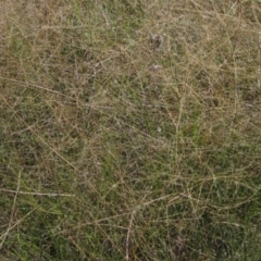 Eragrostis trachycarpa at Holt, ACT - 26 Feb 2021 10:16 AM