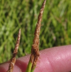 Eleocharis (genus) (Spike-rush) at Holt, ACT - 26 Feb 2021 by pinnaCLE