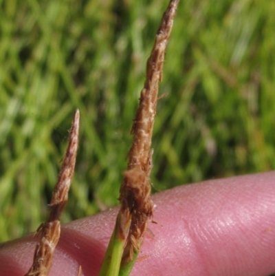 Eleocharis (genus) (Spike-rush) at Holt, ACT - 26 Feb 2021 by pinnaCLE