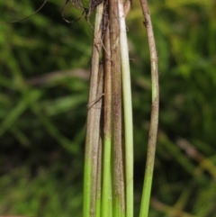 Eleocharis sp. at Holt, ACT - 26 Feb 2021