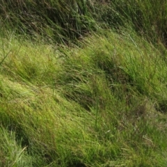 Eleocharis sp. at Holt, ACT - 26 Feb 2021