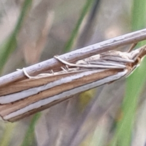 Hednota bivittella at Cook, ACT - 24 Feb 2021