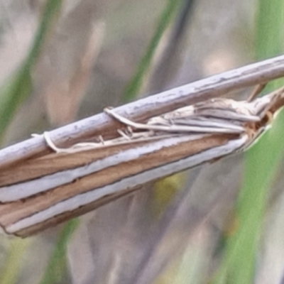 Hednota bivittella (A Crambid moth (Crambinae) at Cook, ACT - 24 Feb 2021 by drakes