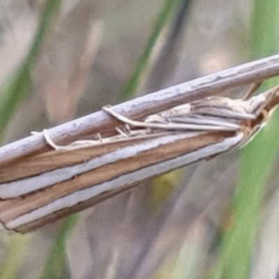 Hednota bivittella (Webworm) at Cook, ACT - 23 Feb 2021 by drakes