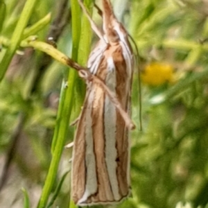 Hednota bivittella at Cook, ACT - 24 Feb 2021