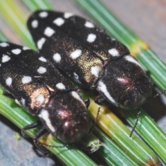 Diphucrania duodecimmaculata (12-spot jewel beetle) at Mount Jerrabomberra QP - 25 Feb 2021 by Harrisi