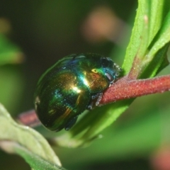 Callidemum hypochalceum (Hop-bush leaf beetle) at QPRC LGA - 25 Feb 2021 by Harrisi