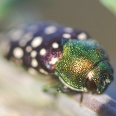 Diphucrania leucosticta (White-flecked acacia jewel beetle) at Holt, ACT - 26 Feb 2021 by Harrisi