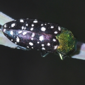 Diphucrania leucosticta at Holt, ACT - 26 Feb 2021