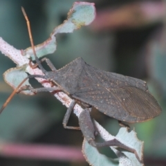 Amorbus (genus) (Eucalyptus Tip bug) at Karabar, NSW - 25 Feb 2021 by Harrisi