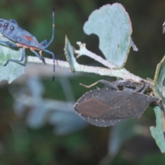 Amorbus sp. (genus) at Karabar, NSW - 25 Feb 2021