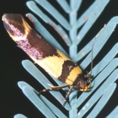 Macrobathra chrysotoxa (A Cosmet moth (Cosmopteriginae) at Holt, ACT - 26 Feb 2021 by Harrisi