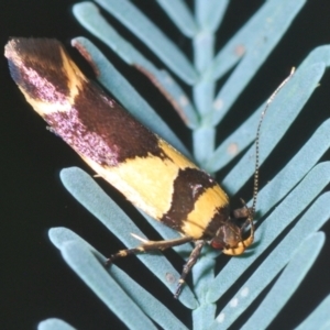 Macrobathra chrysotoxa at Holt, ACT - 26 Feb 2021 06:16 PM