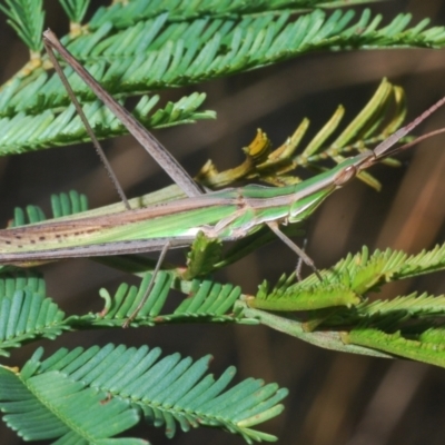 Acrida conica (Giant green slantface) at Black Mountain - 27 Feb 2021 by Harrisi