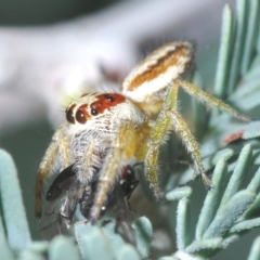 Opisthoncus sp. (genus) (Unidentified Opisthoncus jumping spider) at Aranda Bushland - 26 Feb 2021 by Harrisi