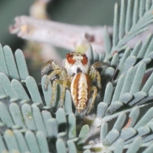 Opisthoncus sp. (genus) at Holt, ACT - 26 Feb 2021 06:31 PM