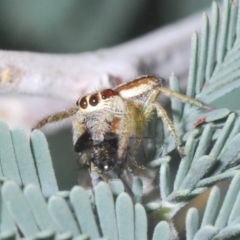 Opisthoncus sp. (genus) at Holt, ACT - 26 Feb 2021 06:31 PM