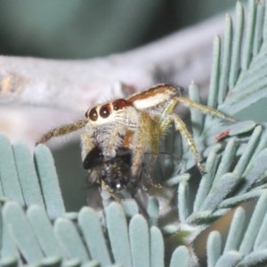 Opisthoncus sp. (genus) at Holt, ACT - 26 Feb 2021 06:31 PM