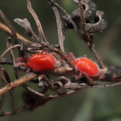 Trombidiidae (family) (Red velvet mite) at Acton, ACT - 26 Feb 2021 by TimL