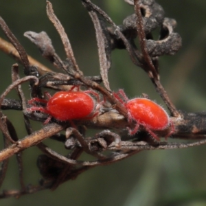 Trombidiidae (family) at Acton, ACT - 26 Feb 2021