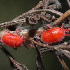 Trombidiidae (family) at Acton, ACT - 26 Feb 2021