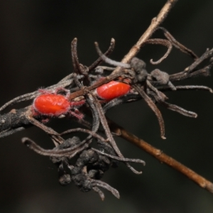 Trombidiidae (family) at Acton, ACT - 26 Feb 2021