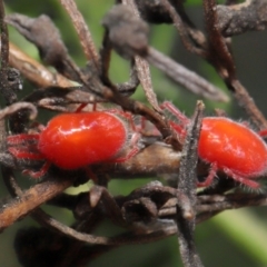 Trombidiidae (family) at Acton, ACT - 26 Feb 2021