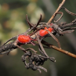 Trombidiidae (family) at Acton, ACT - 26 Feb 2021