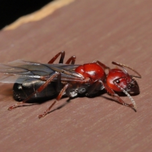 Camponotus sp. (genus) at Acton, ACT - 28 Feb 2021 01:10 PM