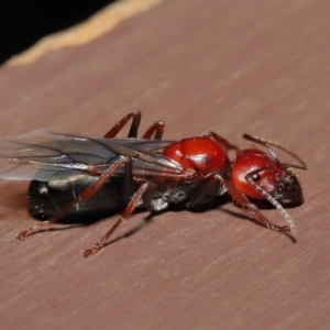 Camponotus sp. (genus) at Acton, ACT - 28 Feb 2021